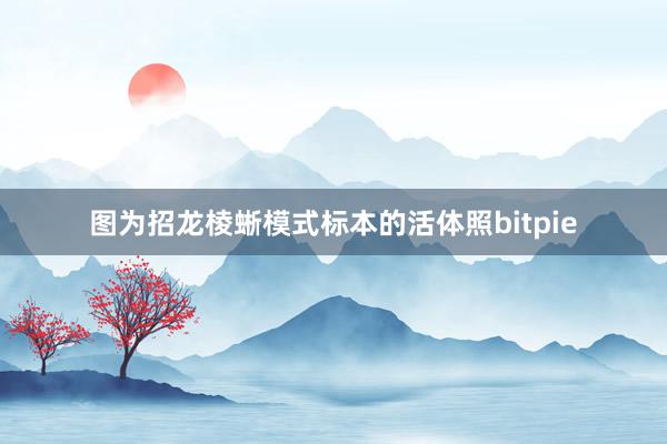 图为招龙棱蜥模式标本的活体照bitpie